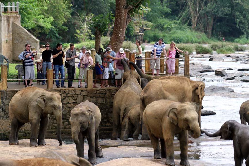 Arrival – Pinnawala – Kandy