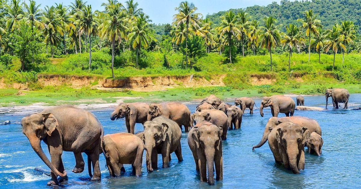 Arrival – Pinnawala – Kandy