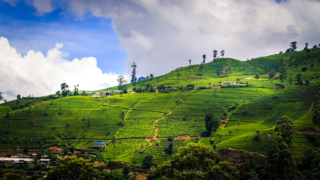 Nuwara Eliya – Colombo