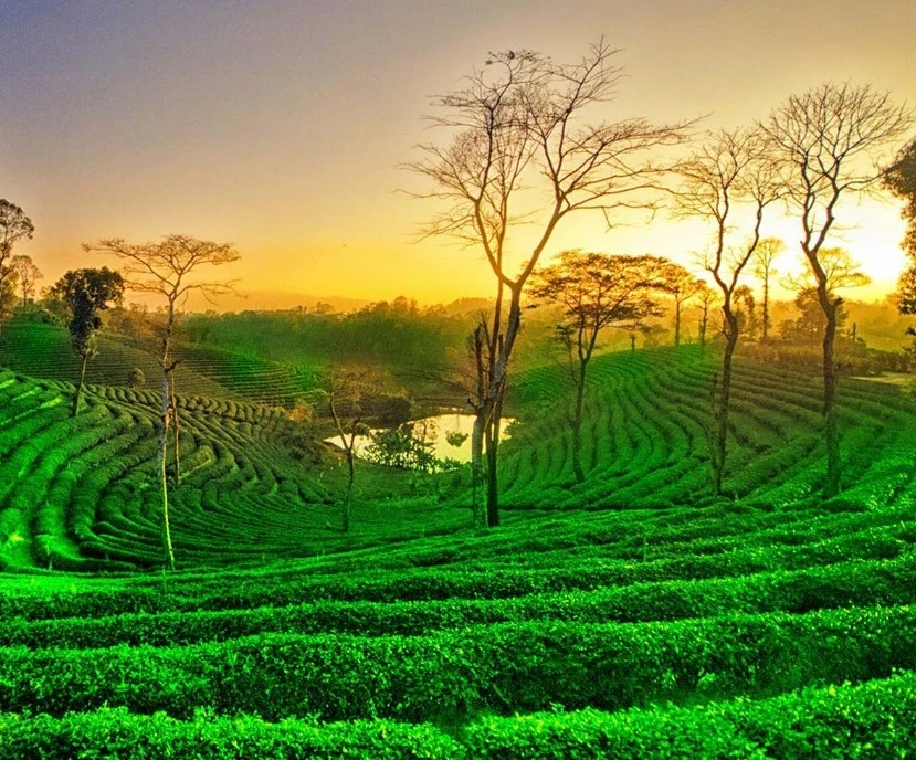 Assam Tour Packages