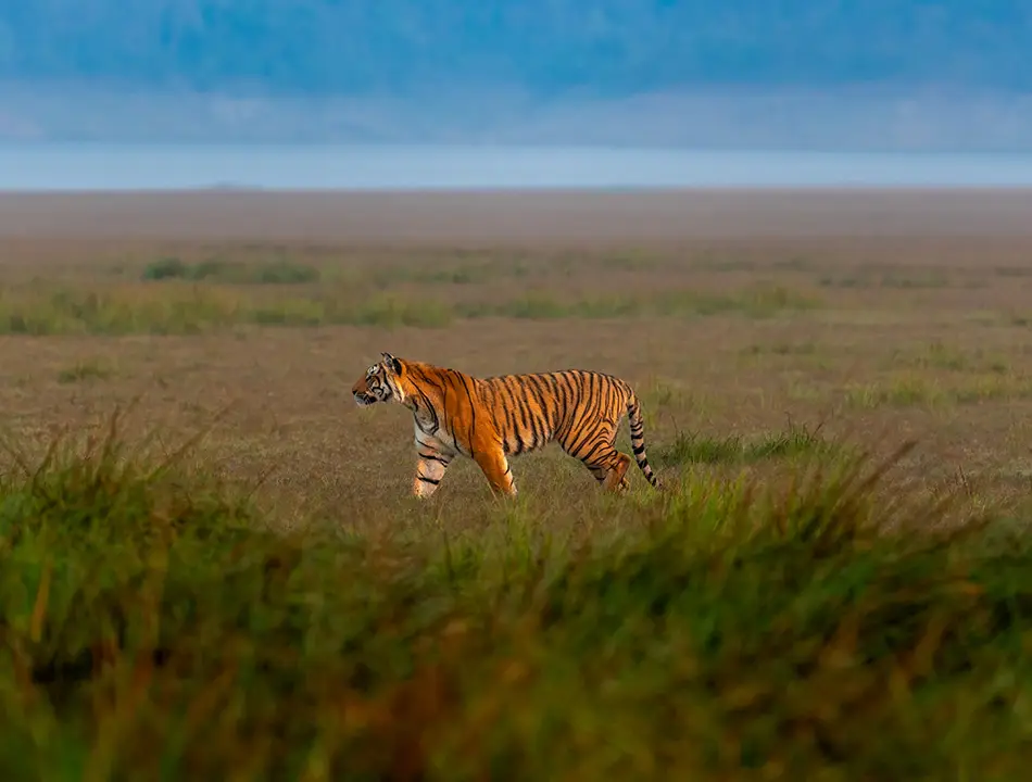 Jim Corbett Wildlife Tour Packages