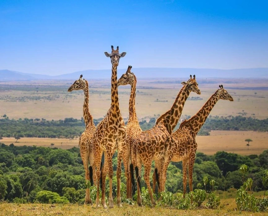 Kanha Wildlife Tour Packages
