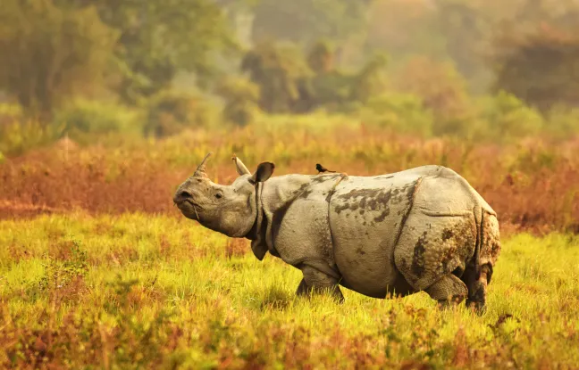 Kaziranga Wildlife Tour Packages
