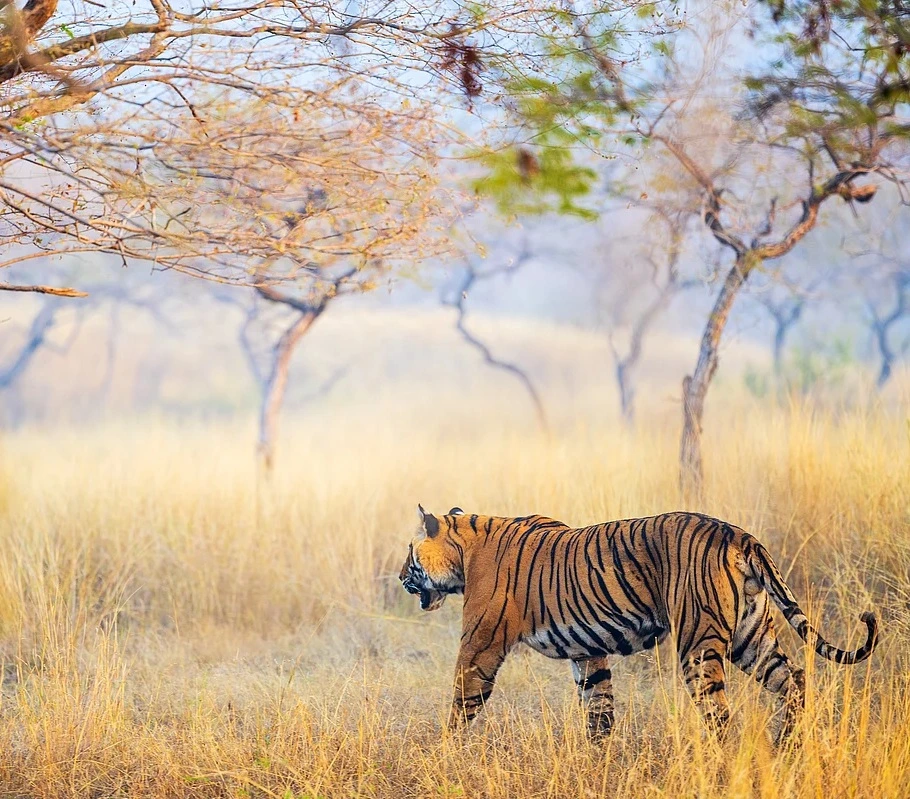 Ranthambore India Destination