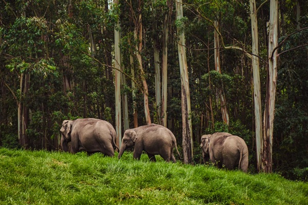 Periyar National Park in Thekkady Kerala