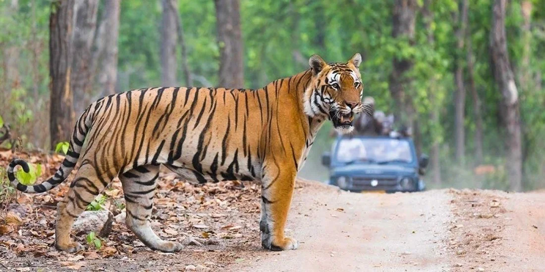 Ranthambore Tiger Safari
