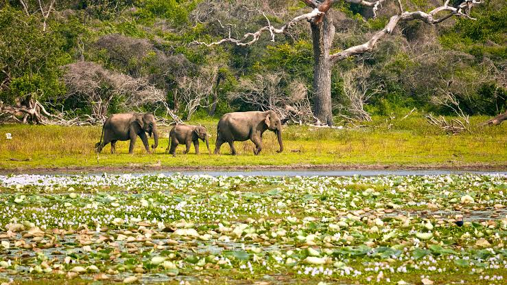Yala National Park Sri Lanka Destination