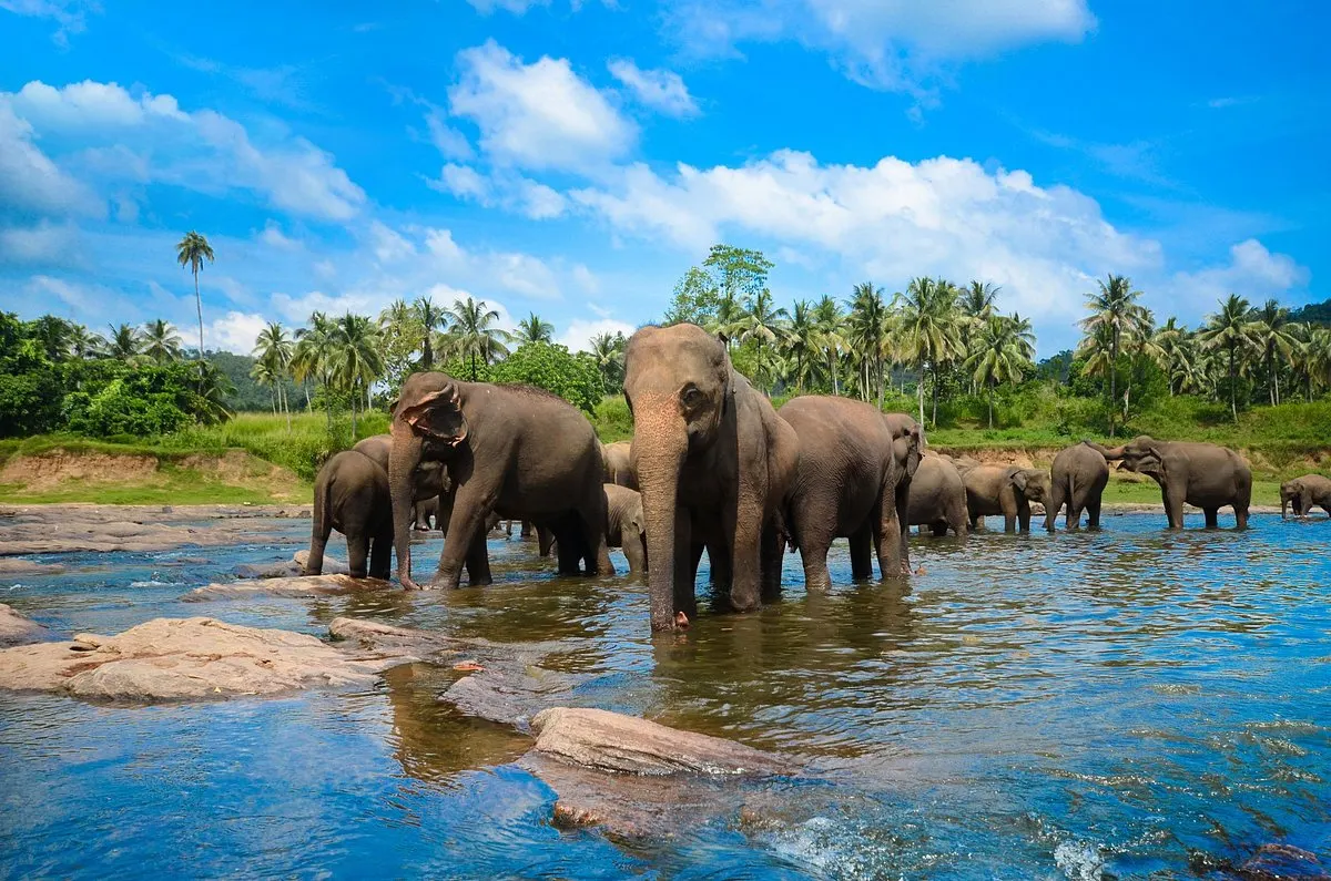 Pinnawala Elephant Orphanage in Sri Lanka