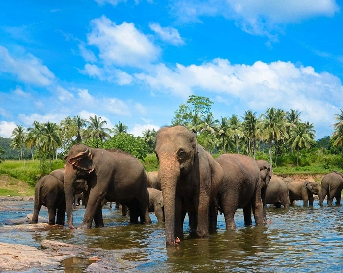 Pinnawala Elephant Orphanage in Sri Lanka