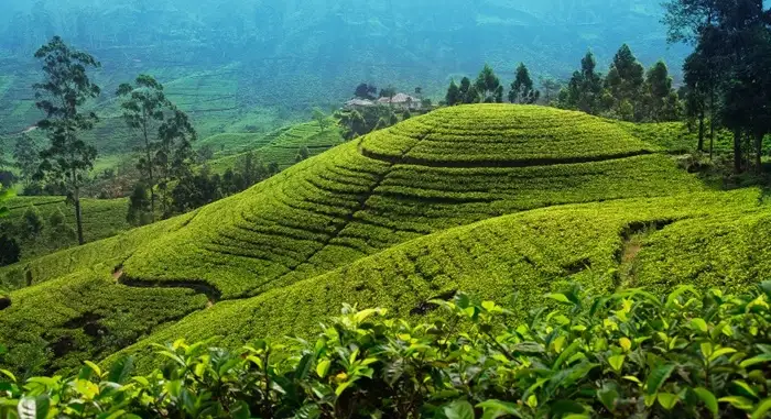 Sri Lanka Tea Hills and Bentota Tour