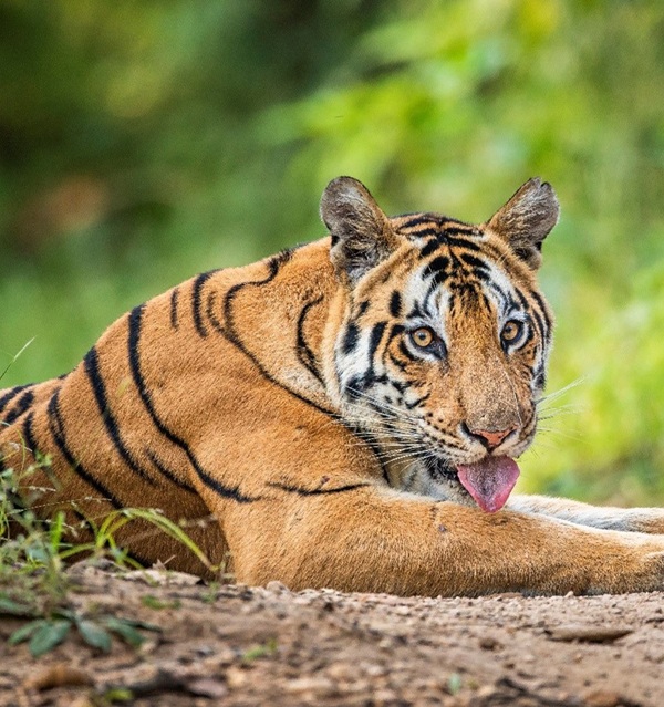 Wildlife and Safari Tours